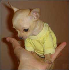 teacup chihuahuas pictures