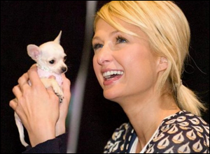britney spears chihuahua