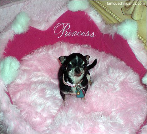 princess-the-chihuahua.jpg