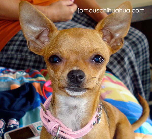 kaleah the chihuahua in her stunning pink genuine leather dog collar
