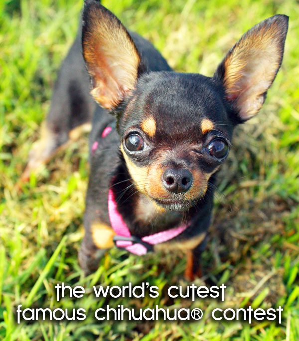 World's Cutest Famous Chihuahua Contest! - Chihuahua Forum : Chihuahua