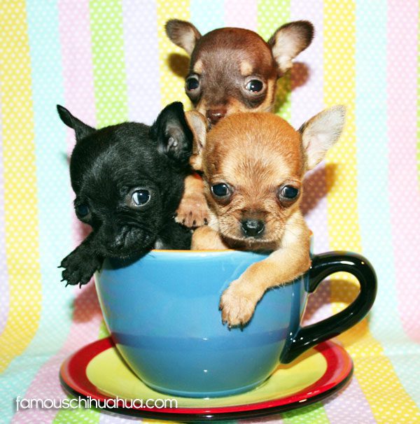 teacup mixed with chihuahua