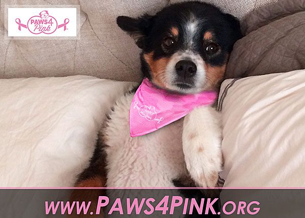 paws for pink breast cancer challenge