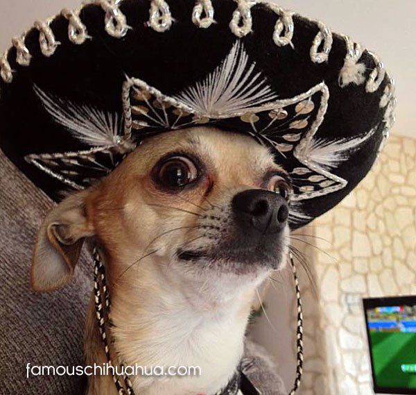 funny-cincodemayo-chihuahua | famous chihuahua