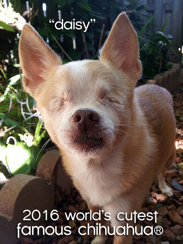 drumroll…and the title of the 2016 world’s cutest famous chihuahua