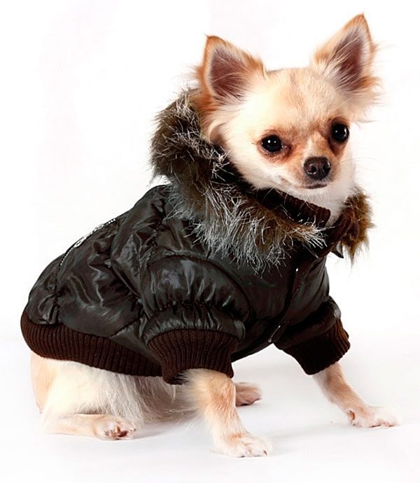 chihuahua and cold weather