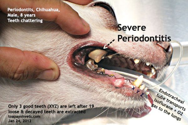 dog rotten teeth bad breath