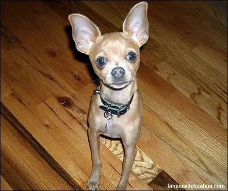 hector mighty chihuahua