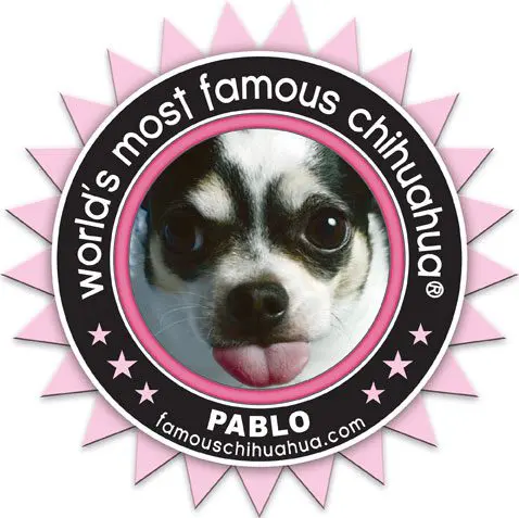 pablo, the world's most famous chihuahua