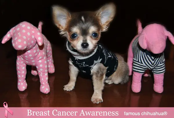 breast cancer chihuahua