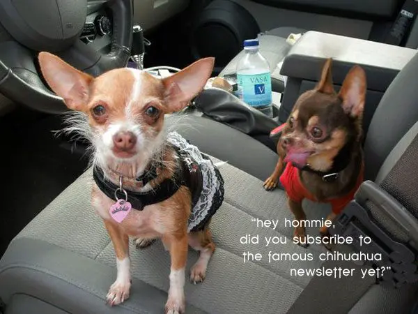 chihuahua newsletter