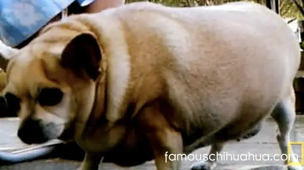 obese chihuahua dog
