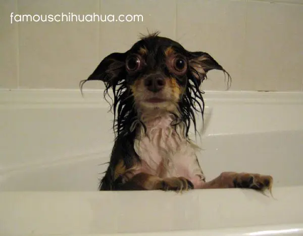 chihuahua bathtub