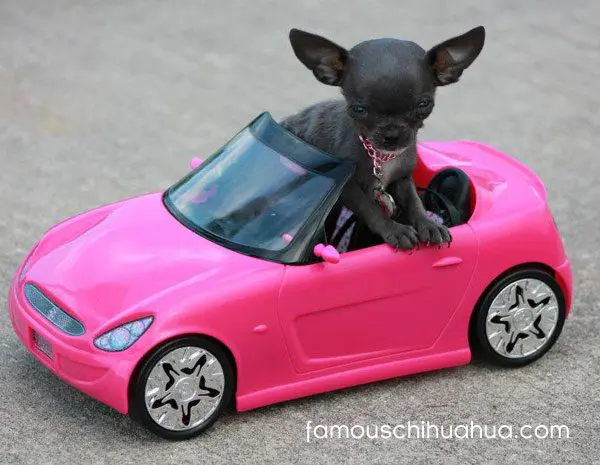 chihuahua pink sportscar