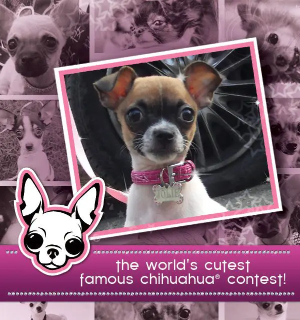 cutest chihuahua contest1