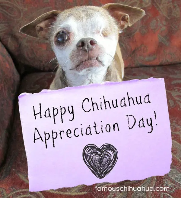harley chihuahua appreciation