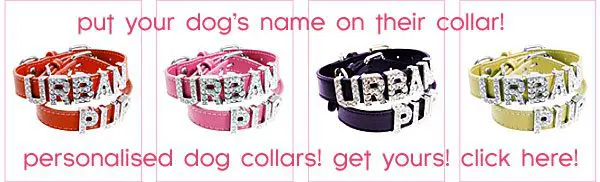 personalised dog collars