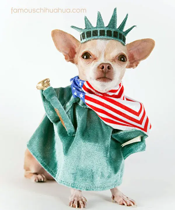 chihuahua 4th of july