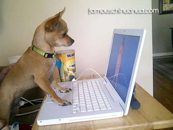 chihuahua on computer