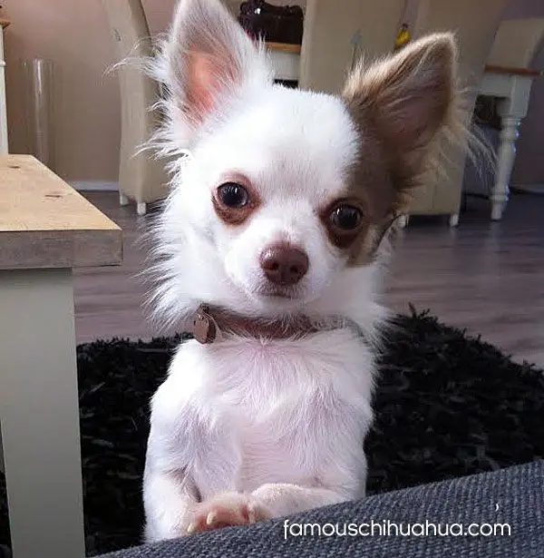 gucci longhaired chihuahua