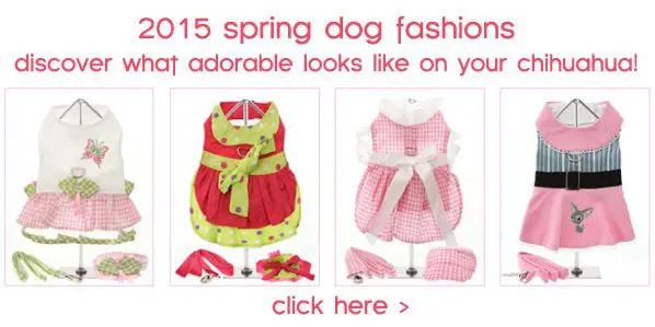 spring dog fashions