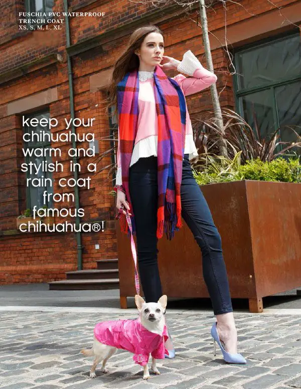 stylish chihuahua raincoats