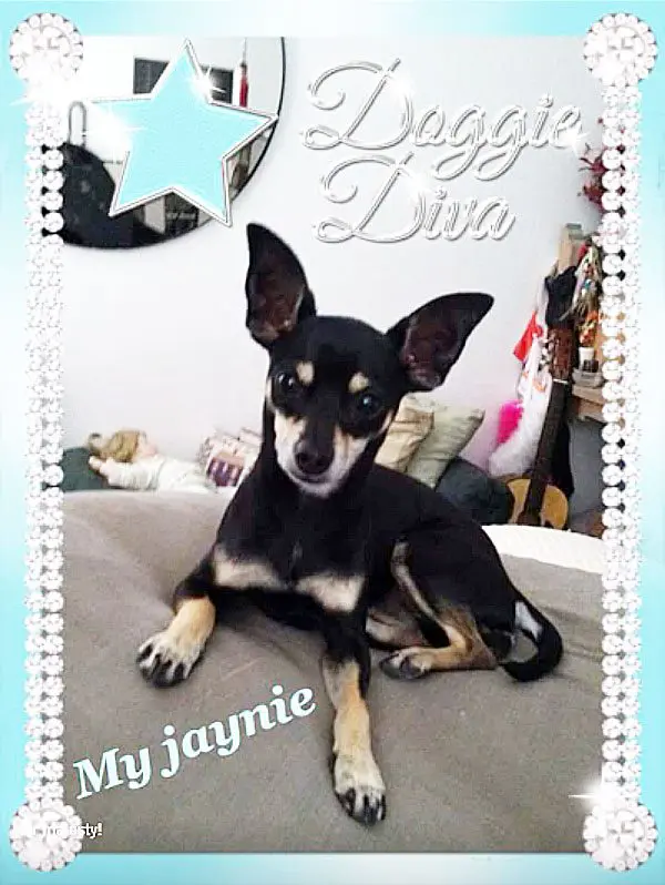 jaynie famous chi