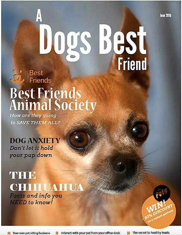 dogsbestfriendmagazine-june2016