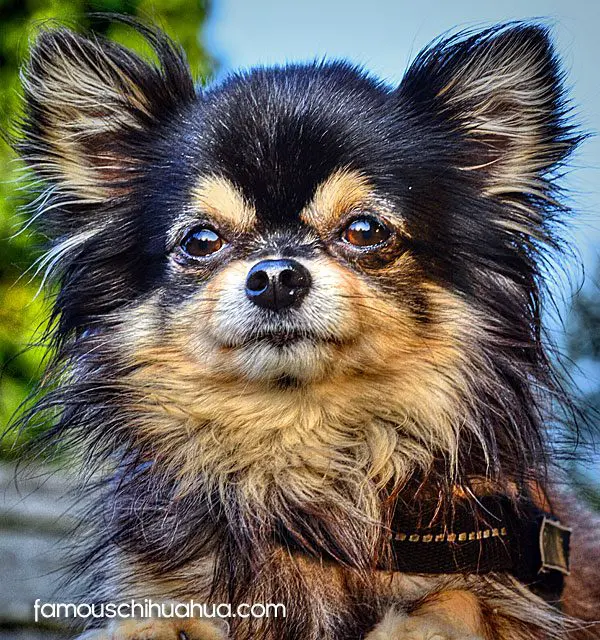 frankenstein famous chihuahua