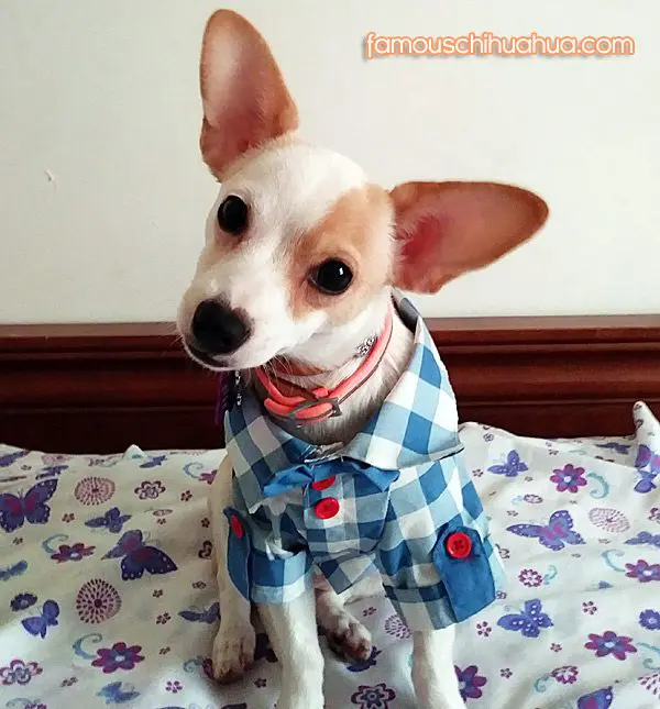 ace famous chihuahua