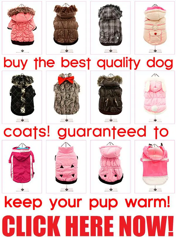 og coats guaranteed to keep your pup warm