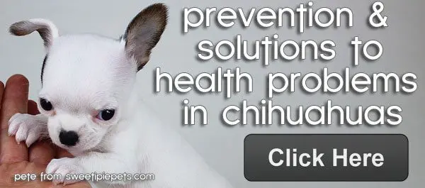 chihuahua health problems banner