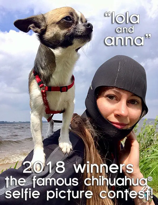 winners 2018 chihuahua selfie contest