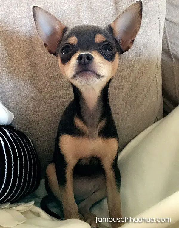mable famous chihuahua