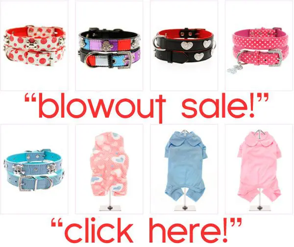 blowout sale in chihuahua clothes