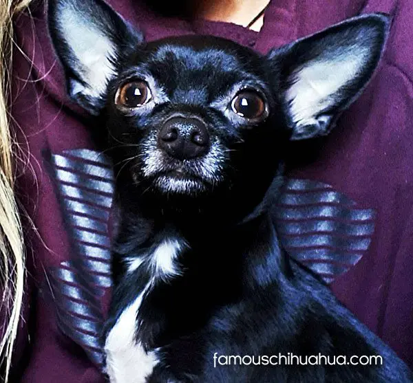 ellie famous chihuahua