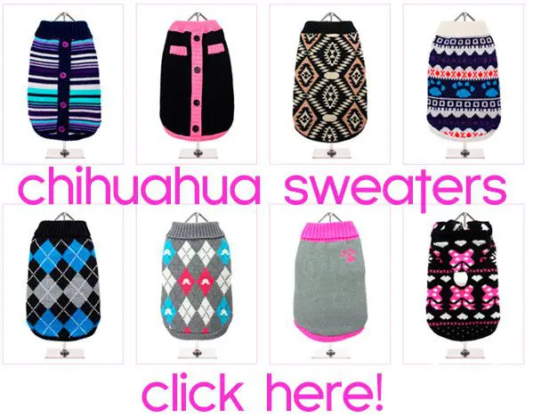 Shop for Chihuahua Sweaters