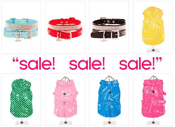 blowout sale on chihuahua clothes and accessories