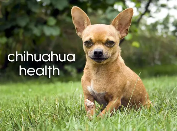 chihuahua health indicators