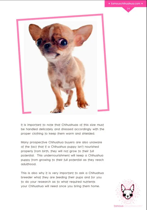 Famous Chihuahua book sample page 1