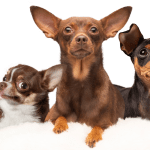 Famous Chihuahua chihuahua dogs