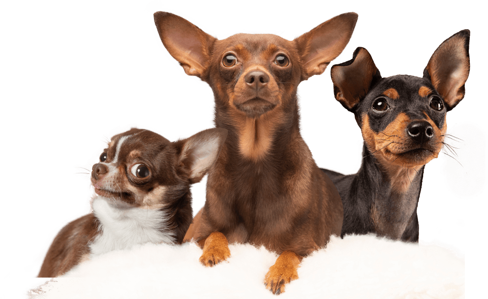 The Chihuahua Diet: Choosing What To Feed Your Chihuahua