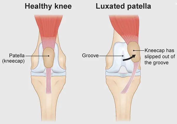 chihuahua luxated patella