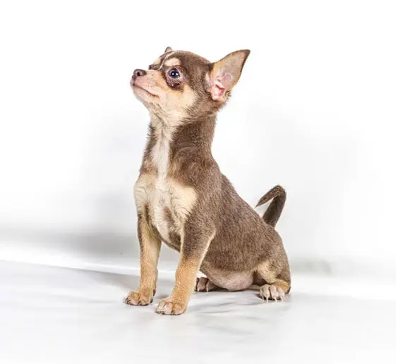 training chihuahua dog