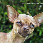 chihuahua information