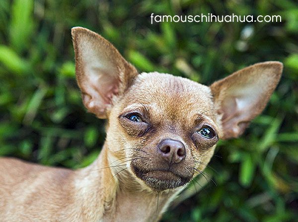what are chihuahuas known for