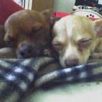 Louis Petunia sleepy puppies