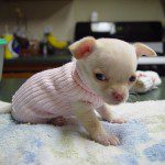 chihuahua puppy1