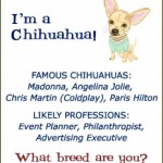 chihuahua breed