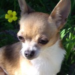 famous chihuahua jayde